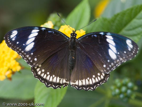 Blue-Banded Eggfly