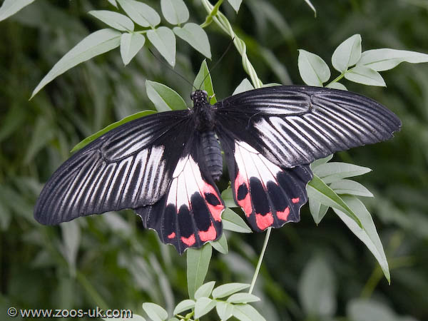 Scarlet Swallowtail (female)