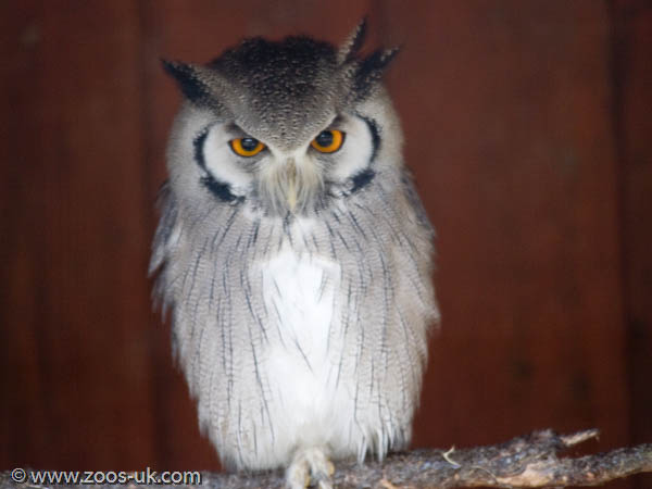 White-Faced Scops Owl