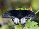 Scarlet Swallowtail (male)